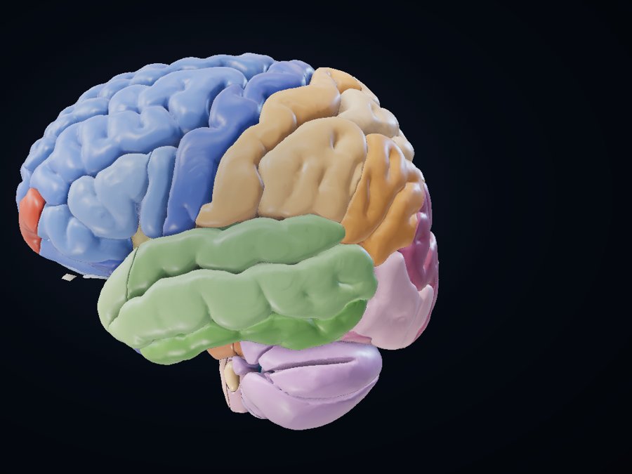 Brain & brainstem 3D atlas preview