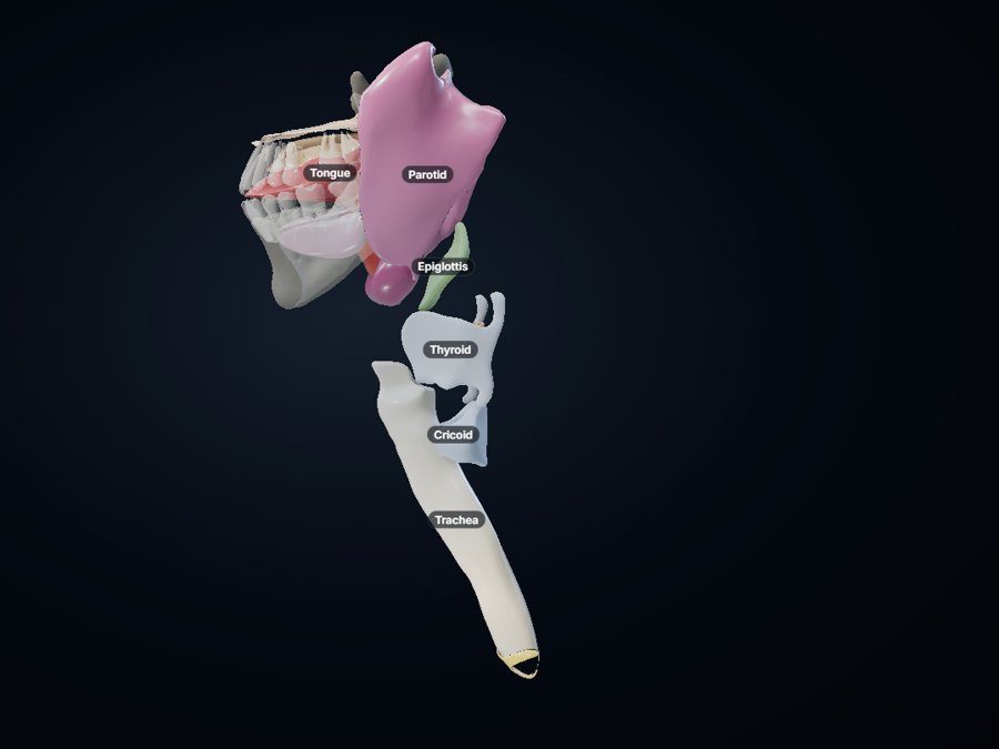 Head & neck 3D atlas preview