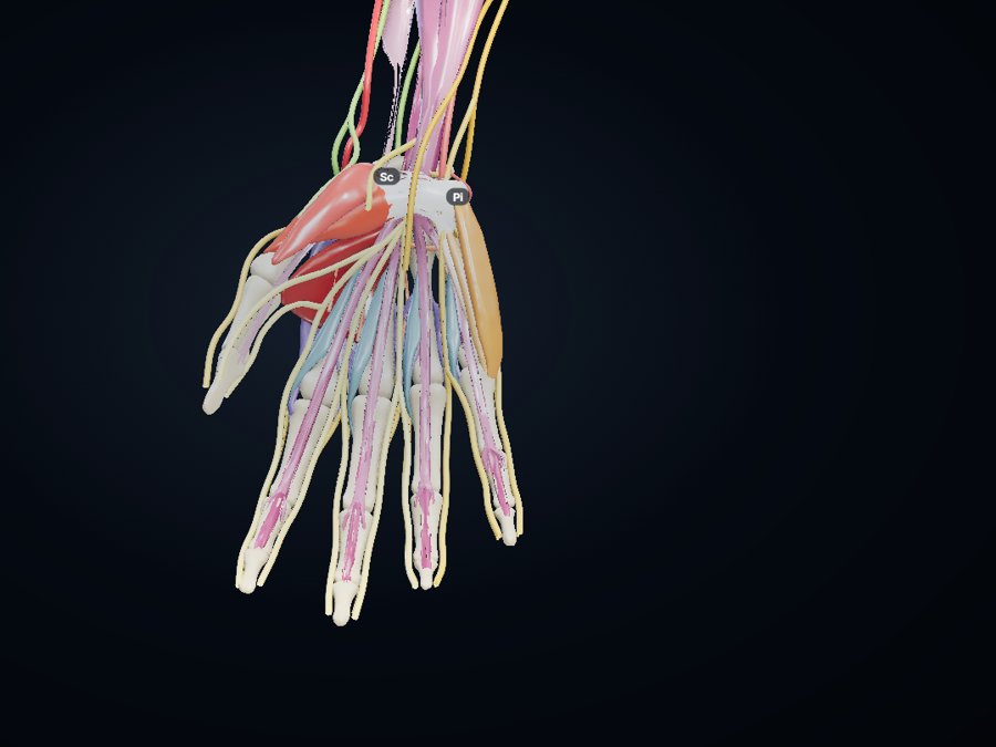 Hand 3D atlas preview