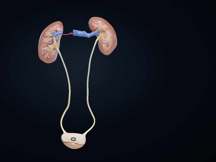 Kidney, ureter, bladder 3D atlas preview