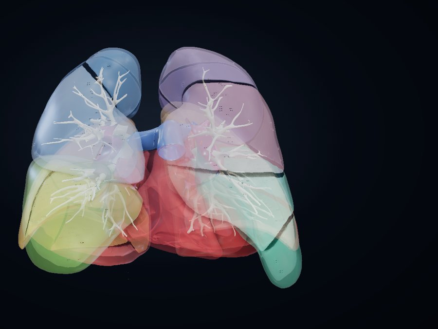 Lungs 3D atlas preview
