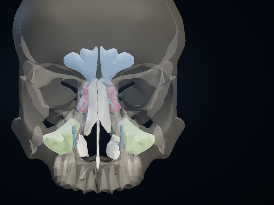 Nose & sinuses 3D atlas preview