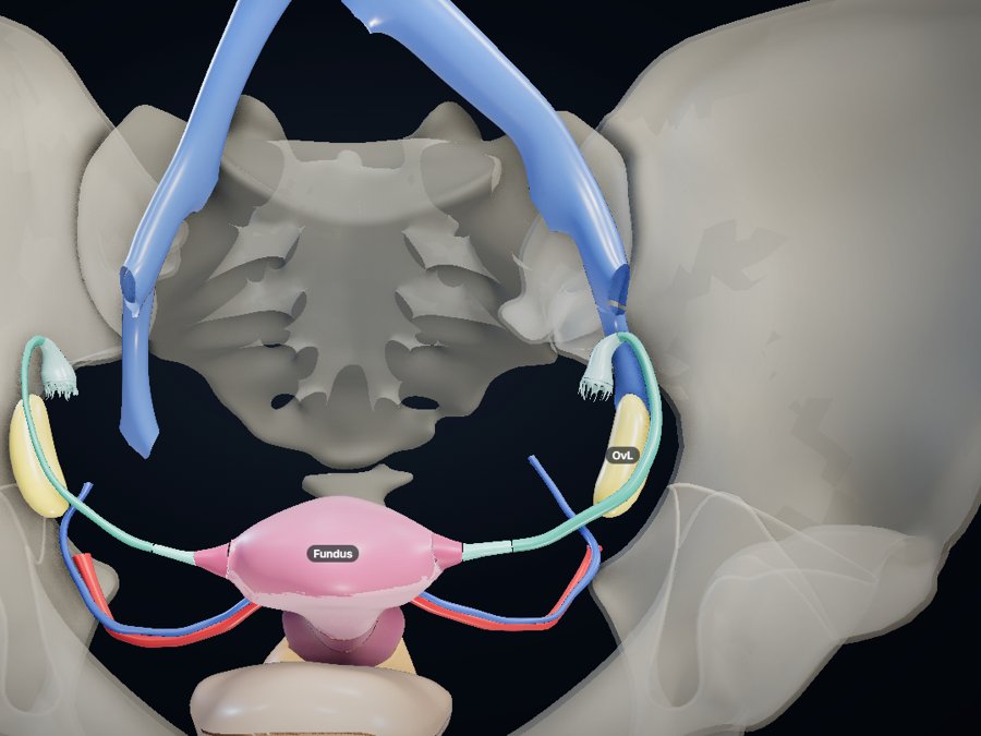 Female pelvis 3D atlas preview