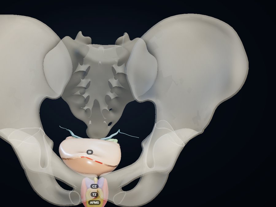 Male pelvis 3D atlas preview