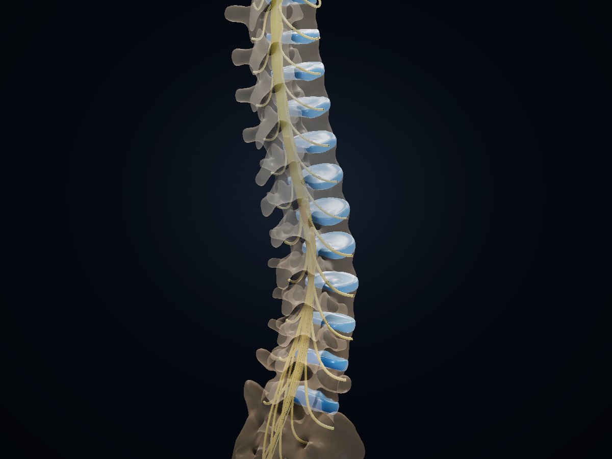 Spine 3D atlas preview